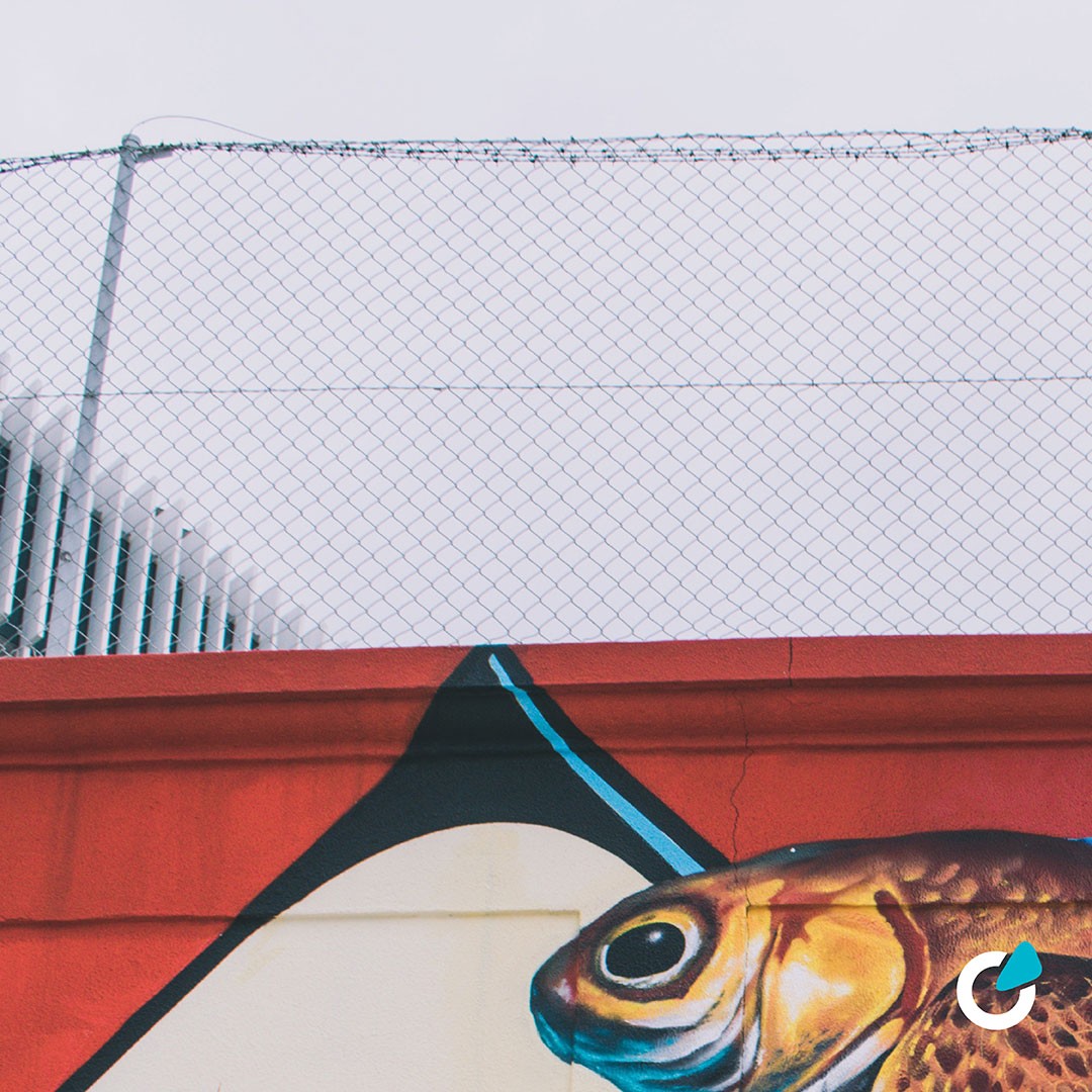 Professionelle Fahrzeugfolierung Teil- oder Vollfolierung von SCEND Tuning Inspiration von Street Arts Graffiti Fisch mit Flügeln
